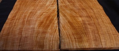 Giới thiệu về gỗ sồi Tasmania ở Úc